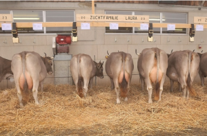 Beat Gwerder Laura 82